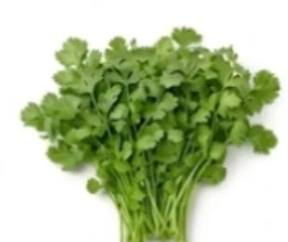 Coriander