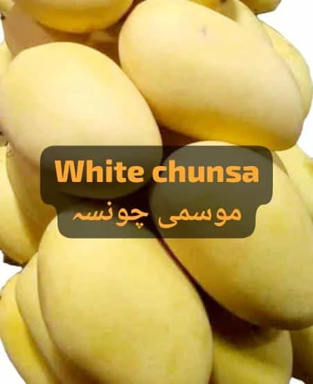 White Chaunsa (Mosmi chaunsa)